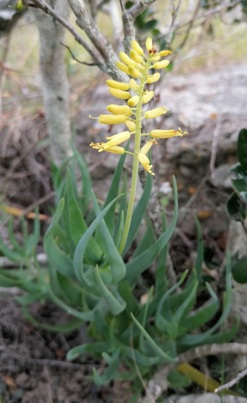 Aloiampelos tenuior var. tenuior photo 2