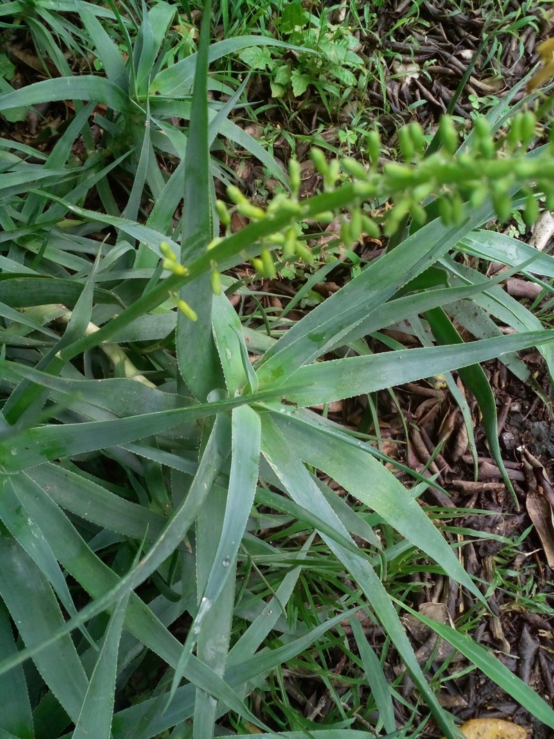 Aloiampelos tenuior var. tenuior photo 3