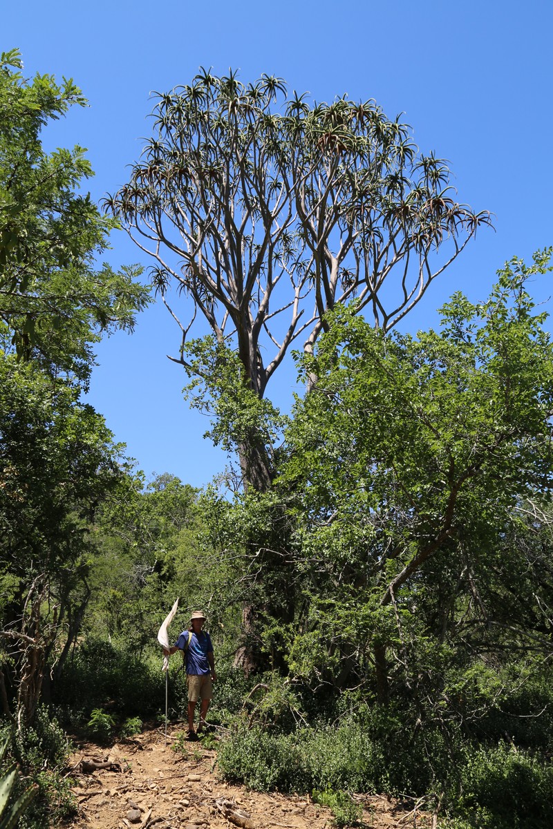 Aloidendron barberae