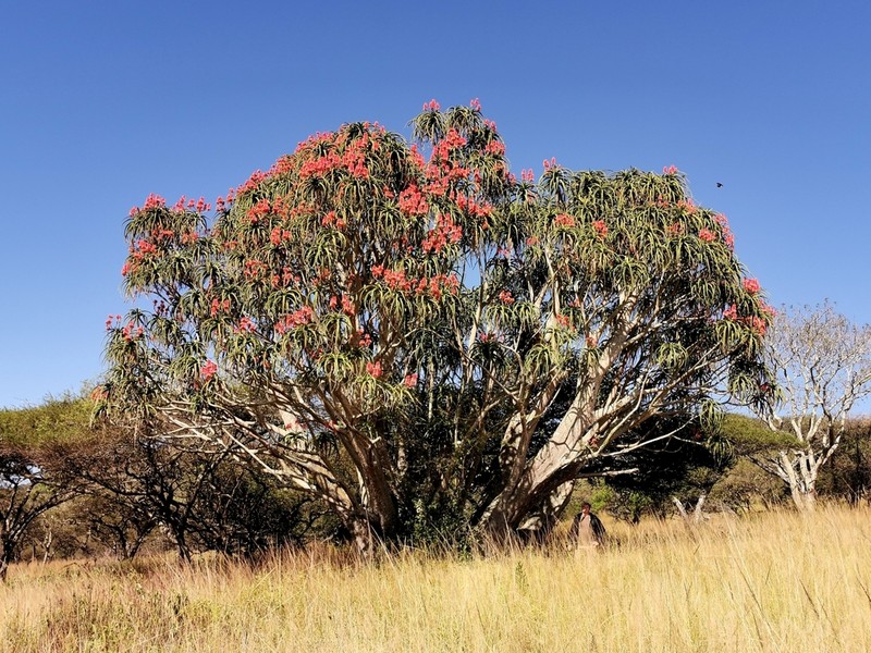 Aloidendron barberae photo 2