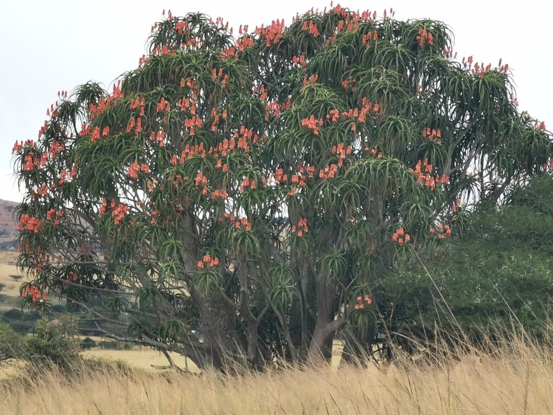 Aloidendron barberae photo 3