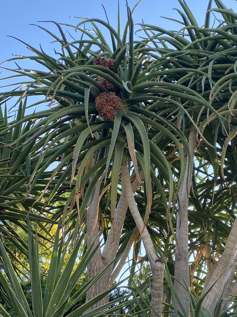 Aloidendron barberae photo 4
