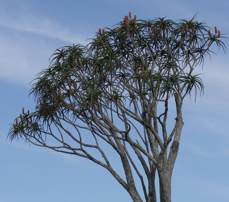 Aloidendron barberae photo 5
