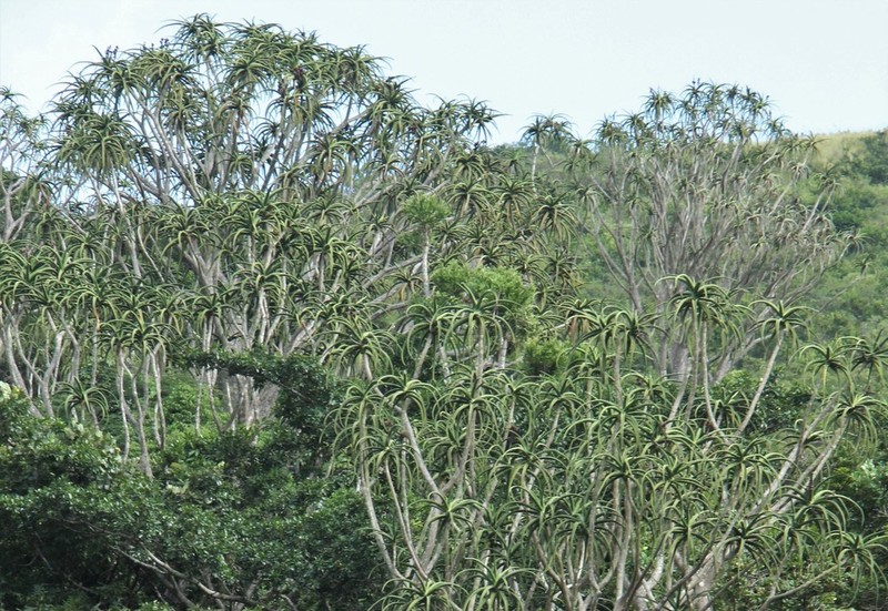 Aloidendron barberae photo 6