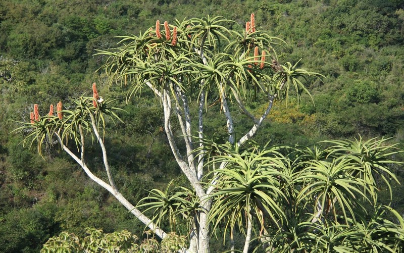 Aloidendron barberae photo 7