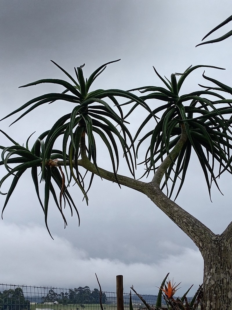 Aloidendron barberae photo 8