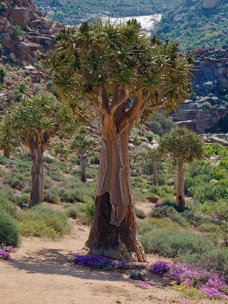 Aloidendron dichotomum photo 2