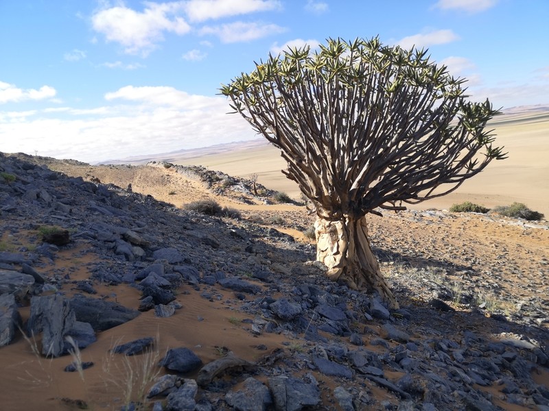 Aloidendron dichotomum photo 3