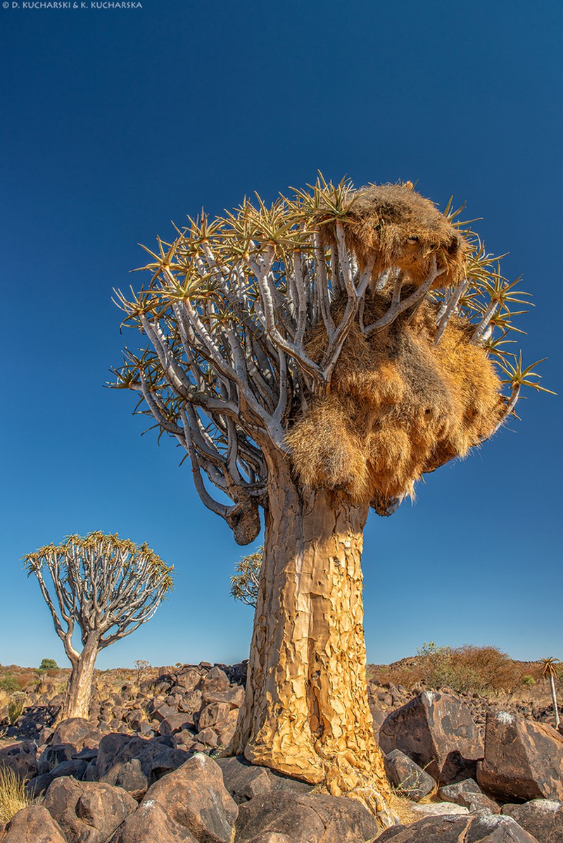 Aloidendron dichotomum photo 5