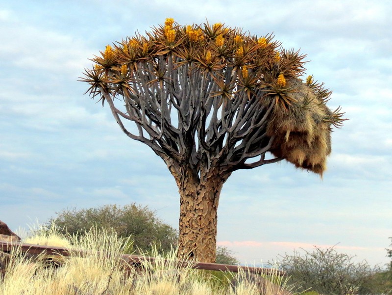 Aloidendron dichotomum photo 6