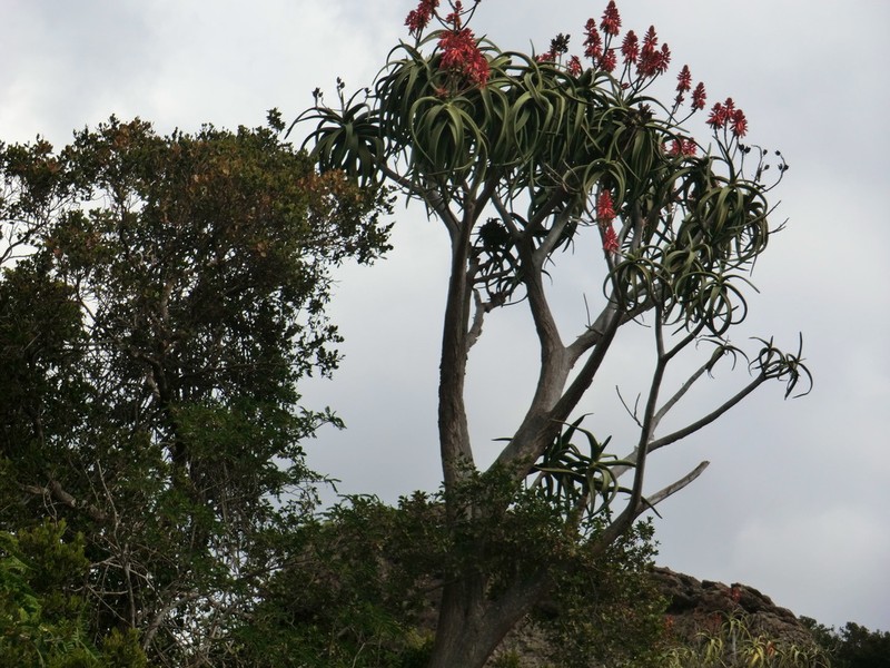 Aloidendron eminens
