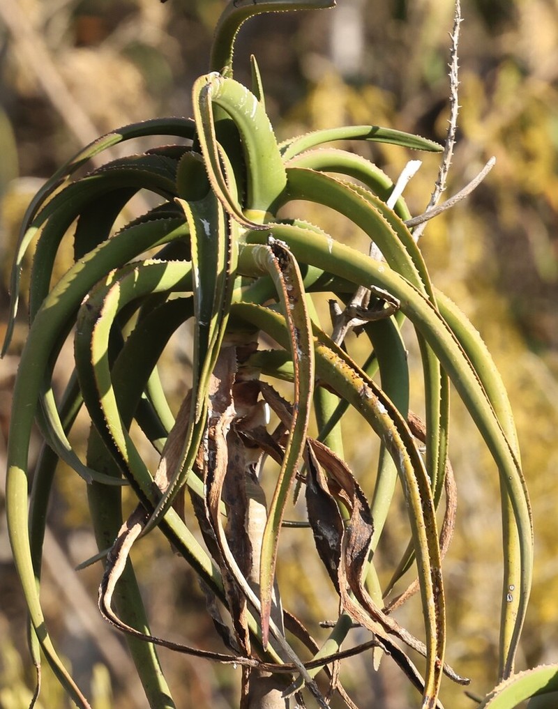 Aloidendron eminens photo 2
