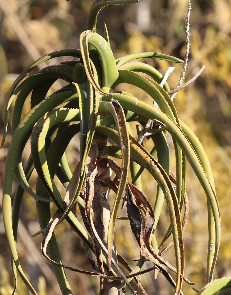 Aloidendron eminens photo 4