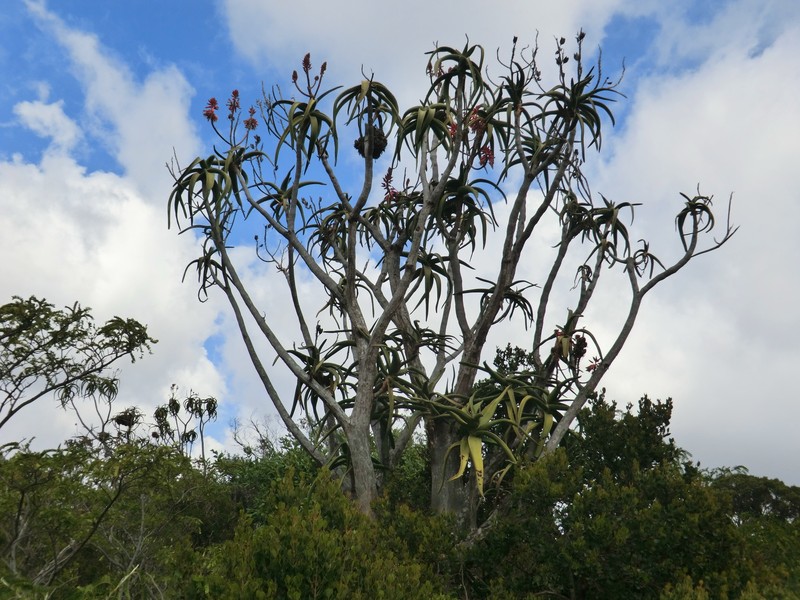 Aloidendron eminens photo 5