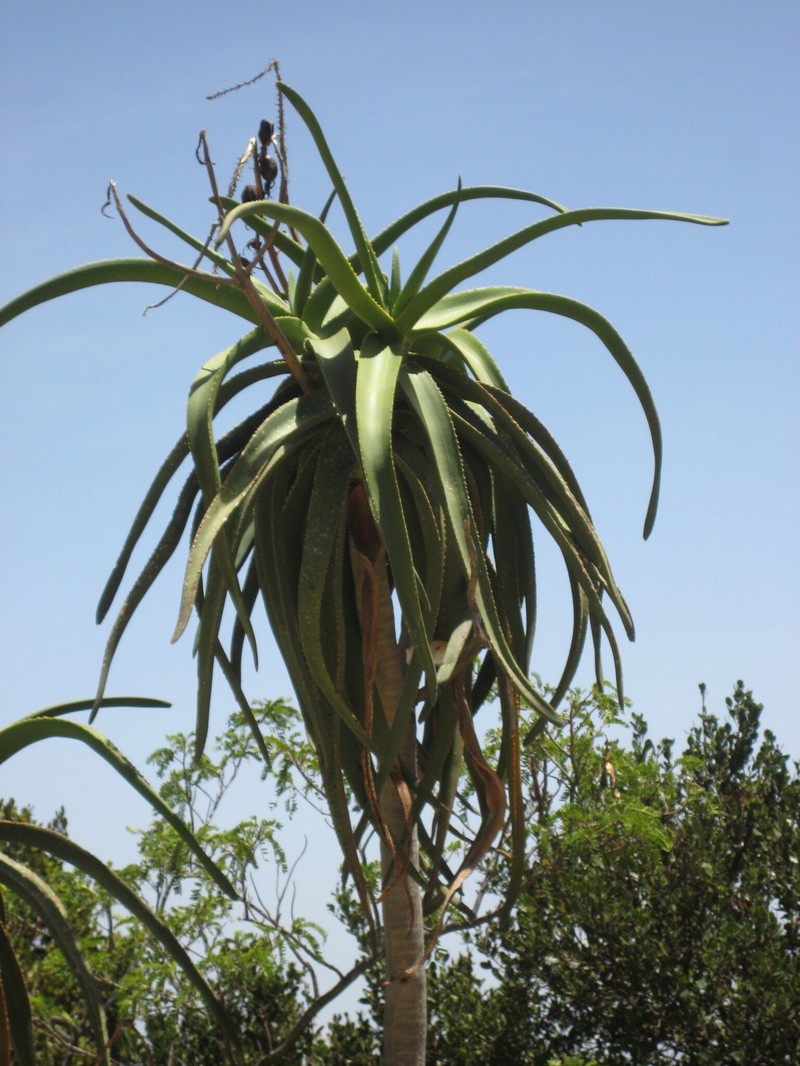 Aloidendron eminens photo 6