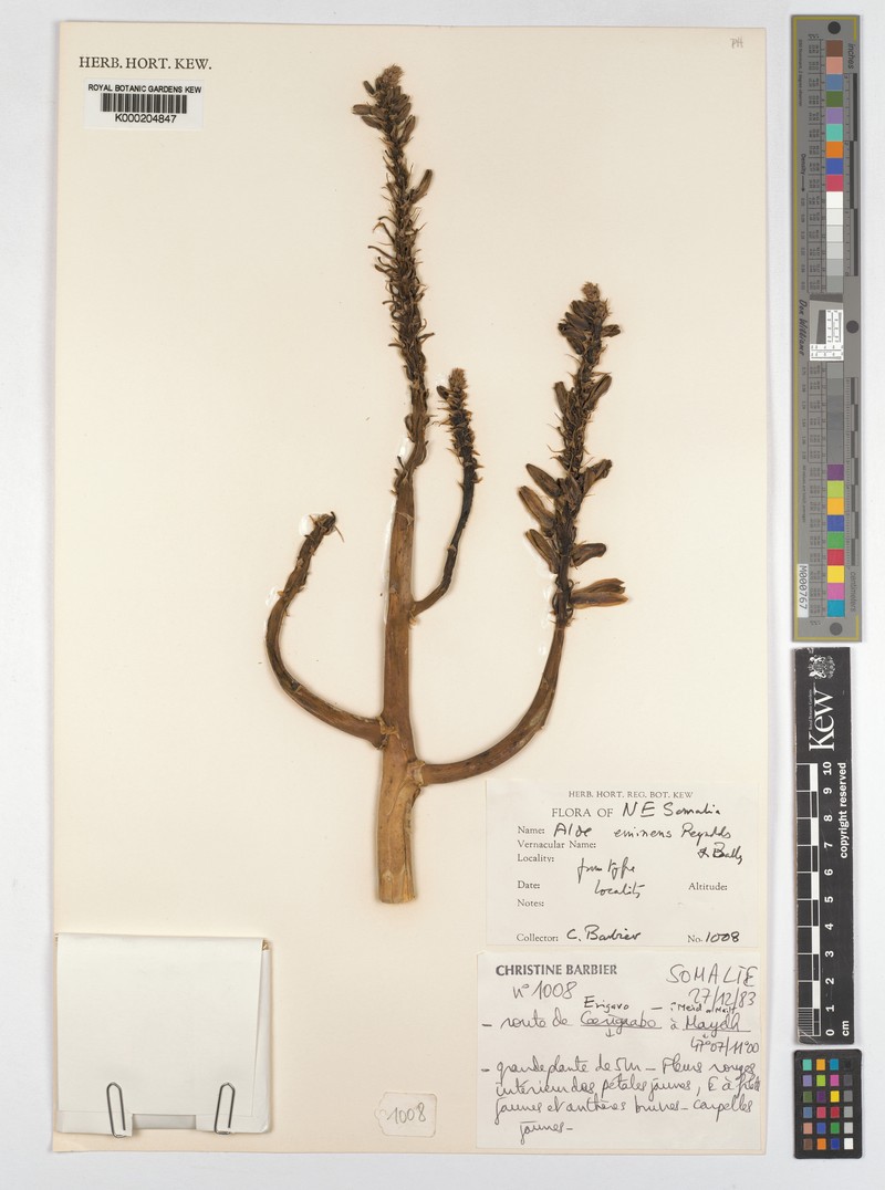 Aloidendron eminens photo 7