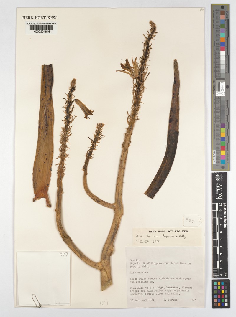 Aloidendron eminens photo 8