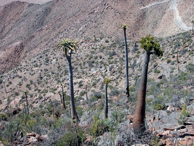 Aloidendron pillansii