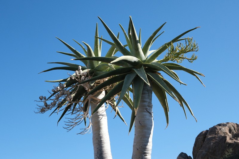 Aloidendron pillansii photo 3