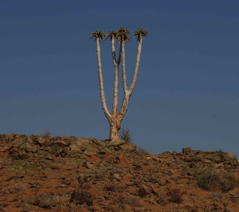Aloidendron pillansii photo 4