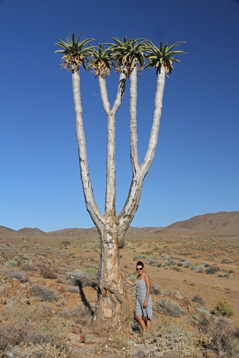 Aloidendron pillansii photo 5