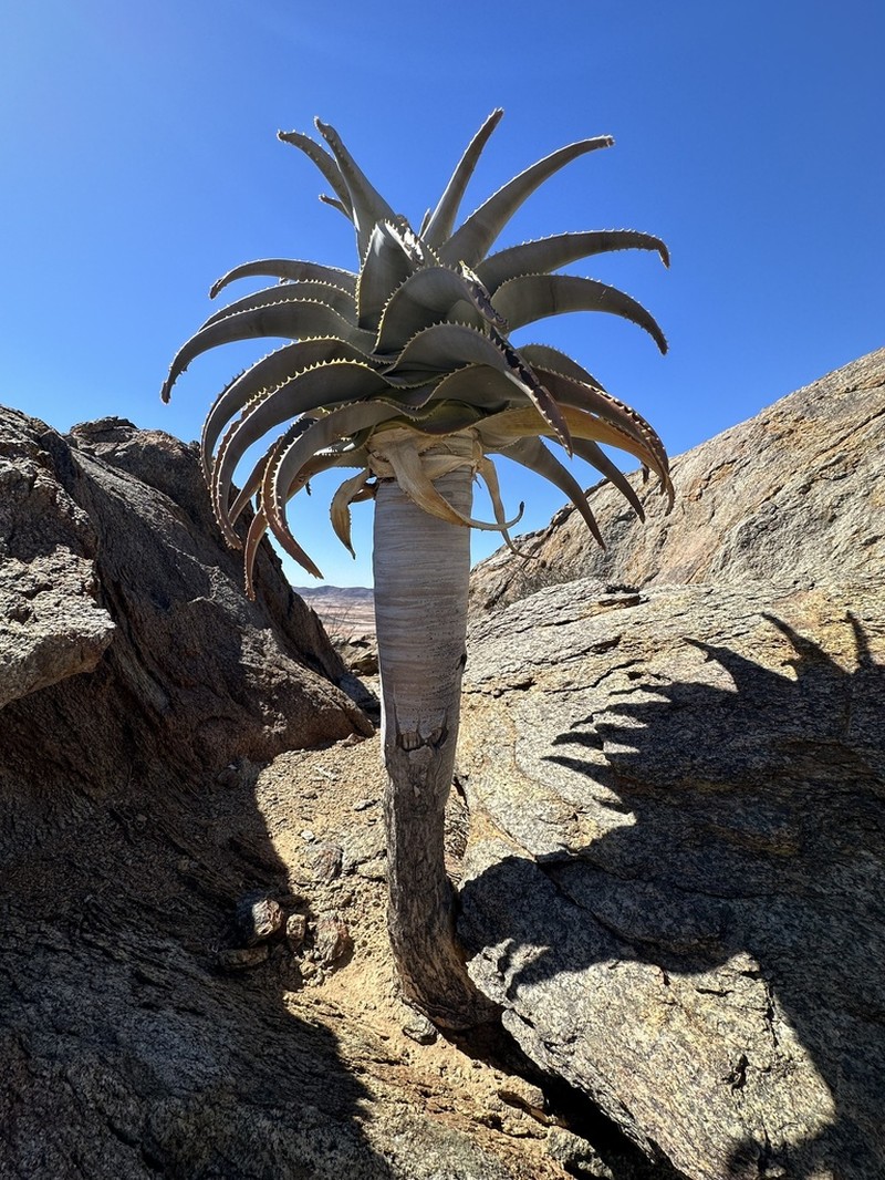 Aloidendron pillansii photo 6