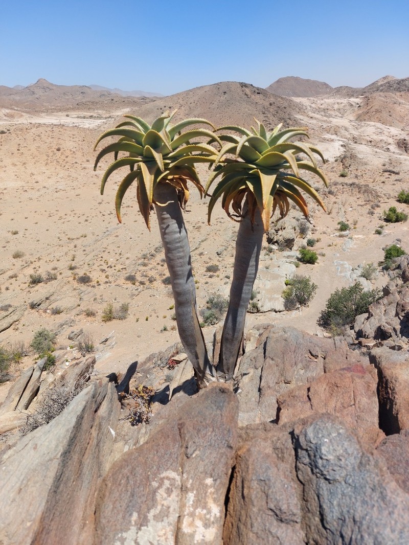 Aloidendron pillansii photo 8