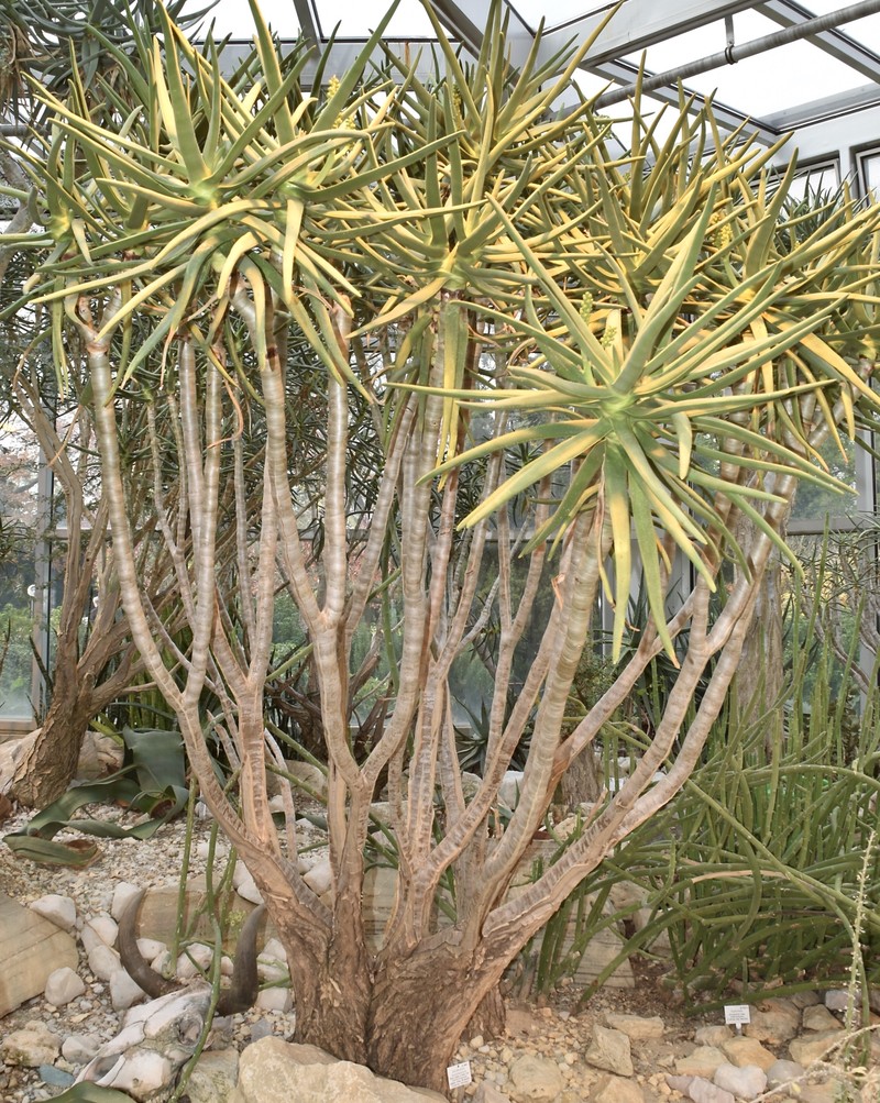 Aloidendron ramosissimum