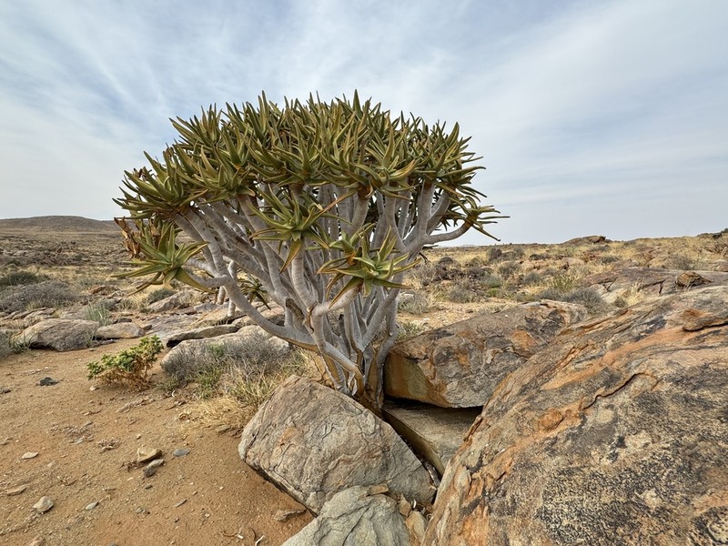 Aloidendron ramosissimum photo 2