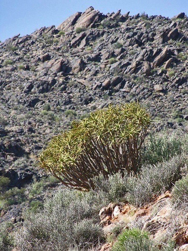 Aloidendron ramosissimum photo 3