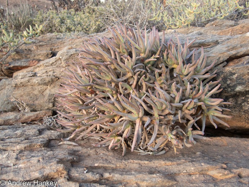 Aloidendron ramosissimum photo 4