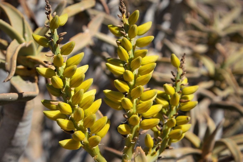 Aloidendron ramosissimum photo 5