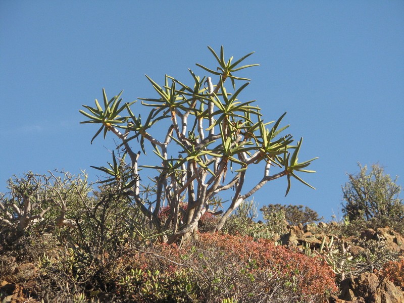 Aloidendron ramosissimum photo 6