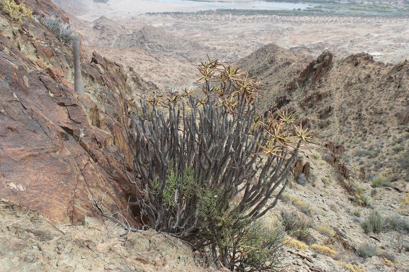 Aloidendron ramosissimum photo 7