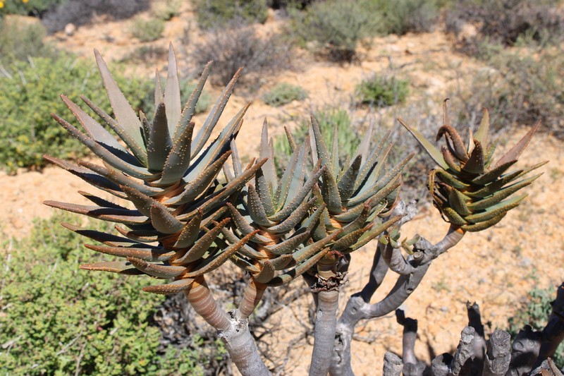 Aloidendron ramosissimum photo 8