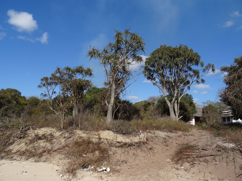 Aloidendron tongaense photo 4