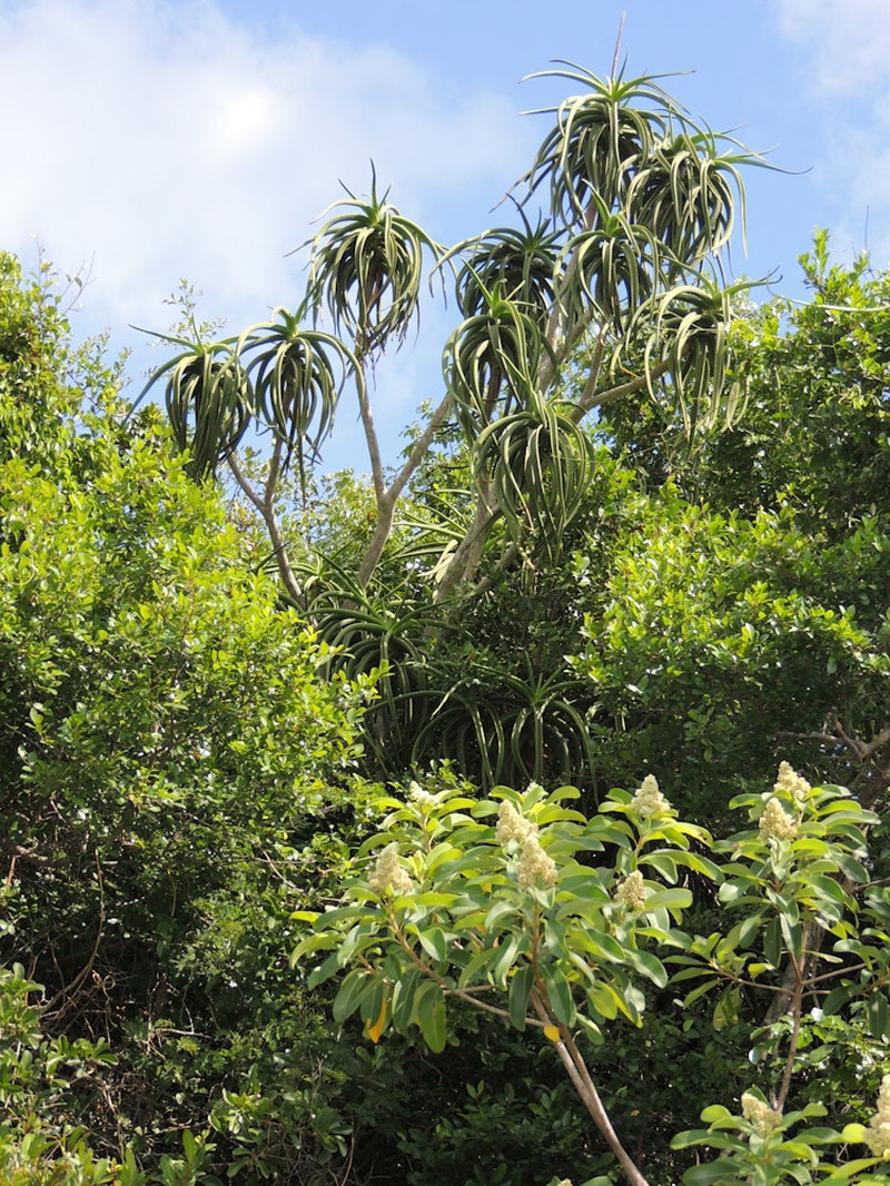 Aloidendron tongaense photo 6