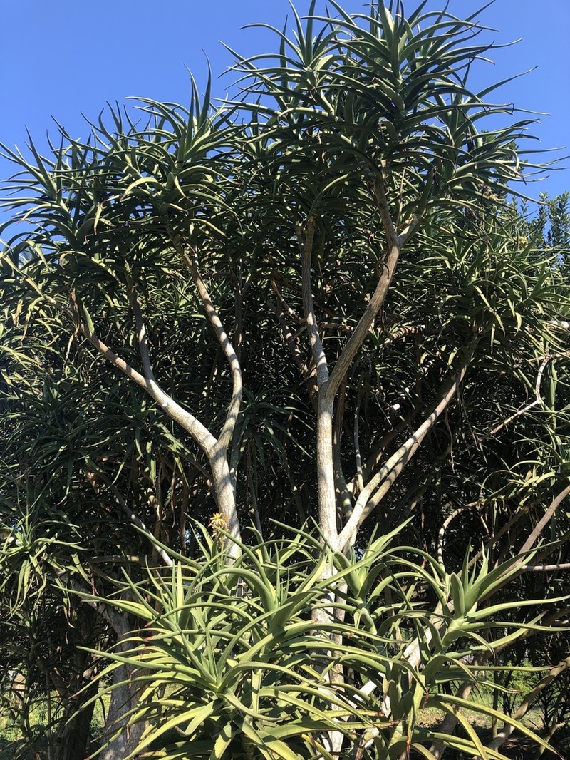 Aloidendron tongaense photo 7