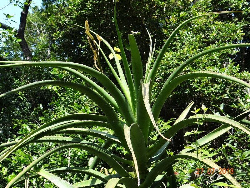 Aloidendron tongaense photo 8