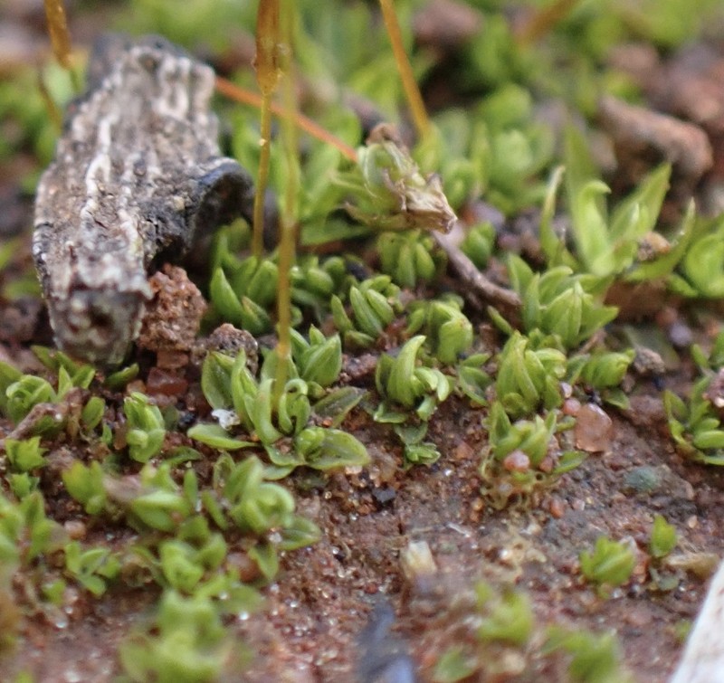 Aloina Moss photo 2