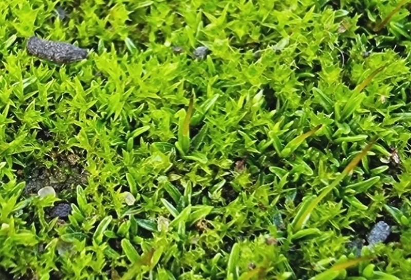 Aloina Moss photo 5