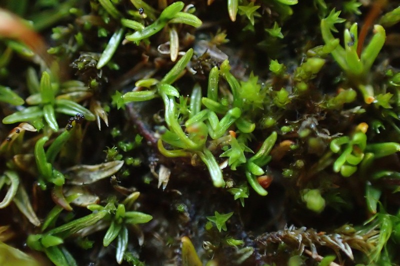 Aloina Moss photo 6