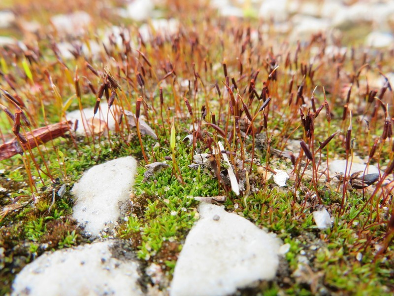 Aloina Moss photo 8