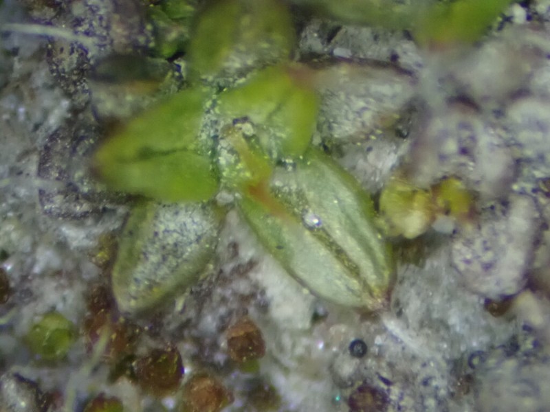 Aloina Moss