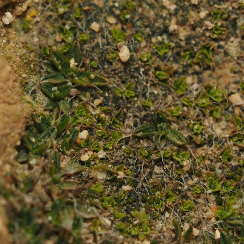 Aloina Moss photo 4