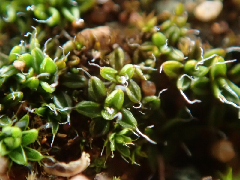 Aloina Moss photo 6