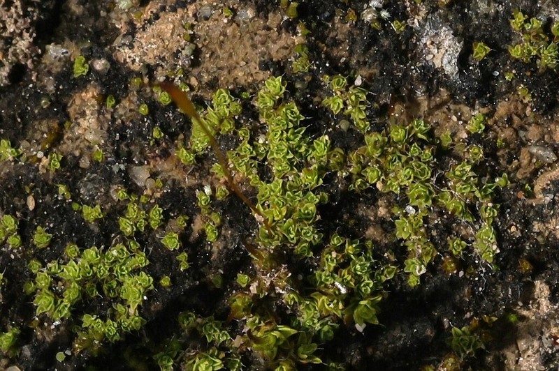 Aloina Moss photo 7