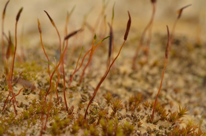 Aloina Moss photo 8
