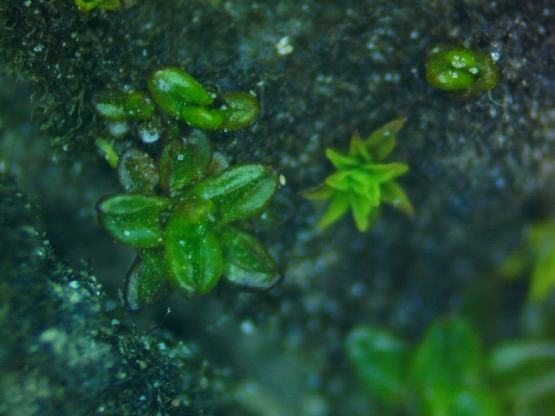 Aloina Moss
