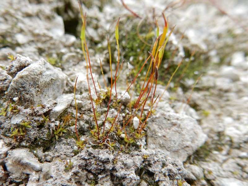 Rigid Aloina Moss